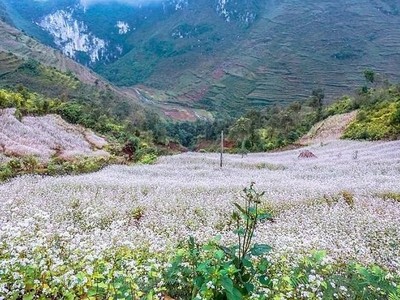 Tháng 11, đừng quên ghé Hà Giang ngắm mùa tam giác mạch tuyệt đẹp