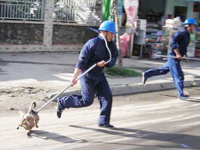 Đội bắt chó thả rông ở TP.HCM.
