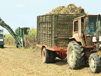 Kl99 nổ hũ SLS (Mía đường Sơn La) giảm mạnh trong quý II năm Kl991.com nạp rút nhanh 2019