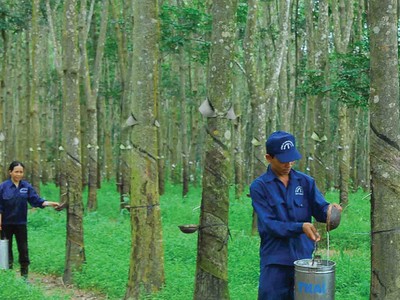 Cao su Tây Ninh (TRC) đặt mục tiêu lãi 106 tỷ đồng năm 2019