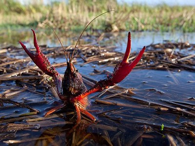 Tôm hùm đất (Cherax quadricarinatus) là loài cấm Link Vào Nhà Cái KL99 COM Tặng +199k vào Việt Nam.