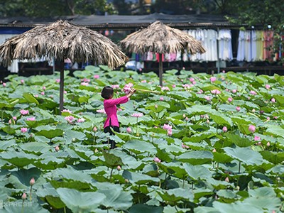 Sen ở Hồ Tây đang trong đợt nở rộ. Ảnh: Kiều Dương.
