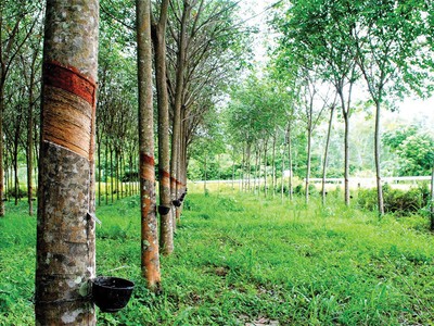 Cao su Đồng Phú (DPR): Kl99 nổ hũ 5 tháng 2019 sụt giảm mạnh