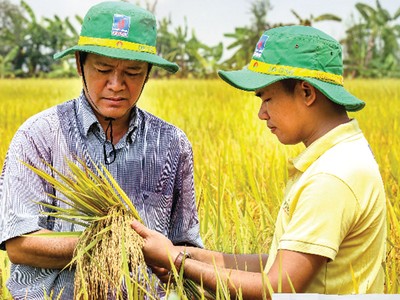 Khá nhiều mô hình dùng NPK Cà Mau 1 hạt đã cho năng suất cao và Kl99 nổ hũ tốt.