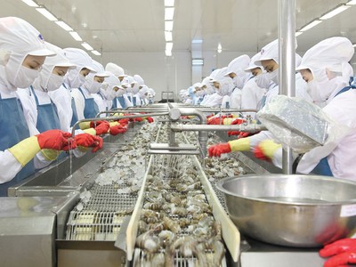 CTCP Thủy sản Minh Phú đang phải đối phó với khủng hoảng truyền thông liên quan đến xuất xứ nguyên liệu tôm.
