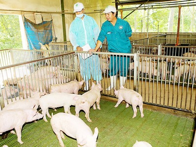 Bức tranh Kl992 cổng game cá cược 6 tháng: Điểm nóng ngành chăn nuôi