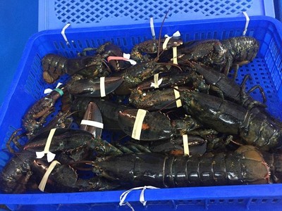 Thực tế cho thấy giá tôm hùm Alaska sống trên thị trường không thấp hơn 1 triệu/kg.