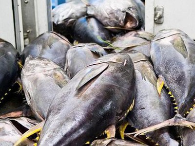 Xuất khẩu cá ngừ sang EU, Trung Quốc giảm