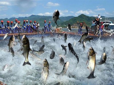 Nam Việt (ANV): Quý III, lãi gần 153 tỷ đồng
