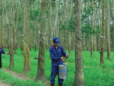 Cao su Đồng Phú giảm mạnh Kl99 nổ hũ