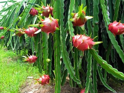 Thanh long tại vườn ở Bình Thuận. Ảnh: MH.