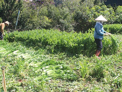 Nông dân thu hoạch Cần Tây ở Đà Lạt. Ảnh: Quốc Dũng.