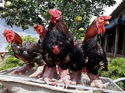 Gà Đông Tảo tại trang trại ở Hưng Yên. Ảnh: Anh Nghĩa.