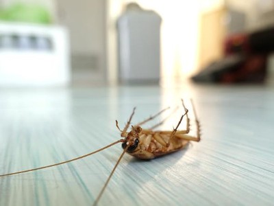 Hy vọng mọi ký ức buồn cùng người yêu cũ cũng sẽ biến mất như cách những con gián sẽ bị "chén".