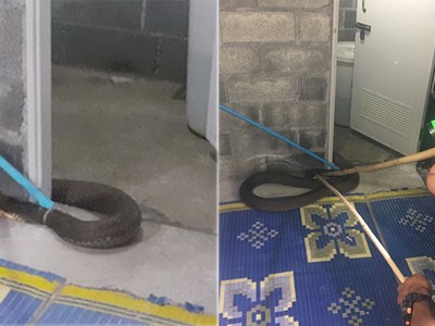 Hổ mang chúa 4,5 m cuộn mình quanh bồn cầu