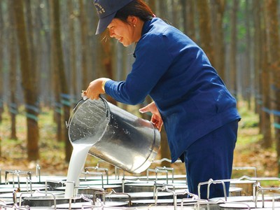 Cao su thiên nhiên tránh được cao điểm dịch: “May hơn khôn”! 