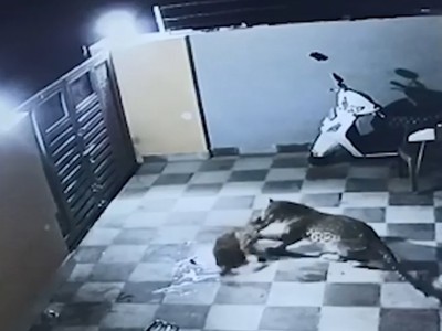 Báo hoa mai trèo tường vào nhà dân vồ chó