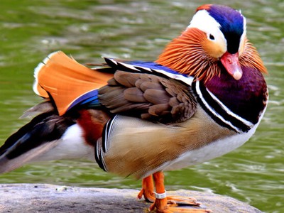 Ảnh Shutterstock.