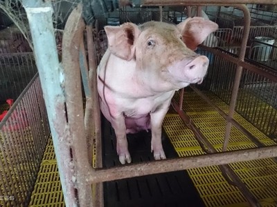 Heo hơi tại một trang trại ở Gia Lâm (Hà Nội).