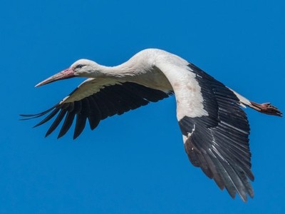 Ảnh Shutterstock.