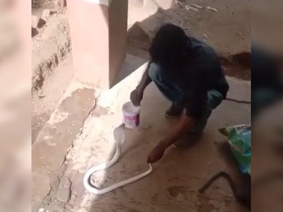 Hổ mang bạch tạng mò vào nhà dân