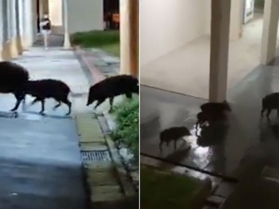 Đàn lợn rừng thản nhiên lục lọi thùng rác khu dân cư trong thành phố