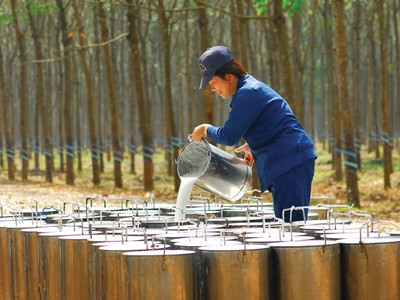 Cao su thiên nhiên: Kl99 nổ hũ phân hóa sau cú sốc đầu ra 