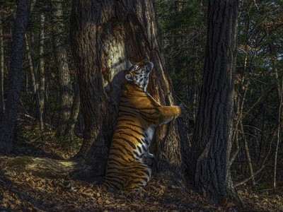 Tác phẩm "The Embrace" của tác giả Sergey Gorshkov giành giải cao nhất của cuộc thi.