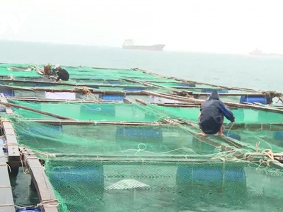 Người nuôi hải sản gia cố lồng bè trước khi bão số 12 vào bờ.