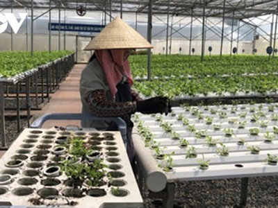 Mục tiêu tăng số lượng hợp tác xã, Kl992 cổng game cá cược tập thể khoảng 18% vào năm 2025.