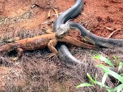Cuộc chiến không cân sức giữa rắn hổ mang chúa và kỳ đà