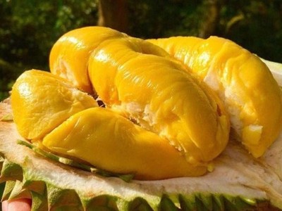 Trái sầu riêng Ri6 của Việt Nam nhận được sự yêu thích đặc biệt của người tiêu dùng tại Australia. Ảnh minh họa.