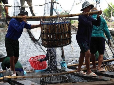 Thu hoạch cá tra cung cấp cho nhà máy chế biến phục vụ xuất khẩu tại hộ nông dân nuôi liên kết với Kl991.com World Cup 2026 Chính Thức ở xã Bình Hoà, huyện Châu Thành. (Ảnh: Phạm Hậu/TTXVN).