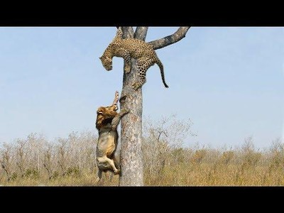 Cái kết bất ngờ của "hai đại cao thủ" thảo nguyên khi thi triển võ công ở trên cây
