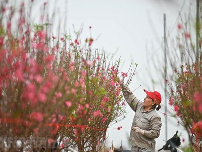 (Ảnh minh hoạ: Minh Sơn/Vietnam+).
