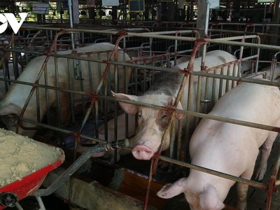 Giá lợn hơi tiếp tục tăng nhưng người chăn nuôi vẫn ngại tái đàn khi giá thức ăn chăn nuôi vẫn ở mức cao.