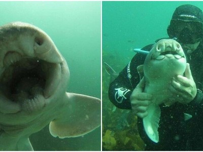 Chú "baby shark" khác lạ, thích gần gũi và được chơi đùa với con người