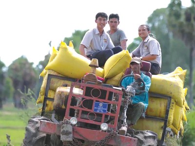 Lộc Trời bao tiêu lúa cho bà con nông dân sau mùa gặt/