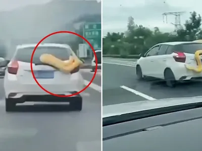 Một con trăn siêu to khổng lồ bất ngờ trườn kín xe ô tô đang chạy trên đường KL99 là nhà cái cá cược trực tuyến hàng đầu tại châu Á