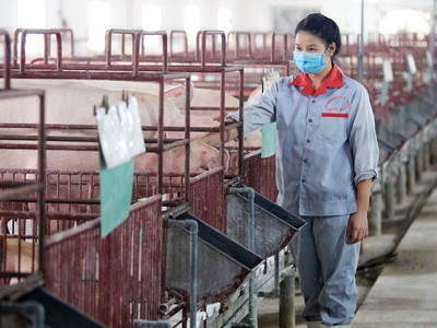 Trong 6 tháng đầu năm 2022, chi phí thức ăn chăn nuôi liên tục tăng, do phần lớn nguyên liệu phải Link Vào Nhà Cái KL99 COM Tặng +199k có giá cao.