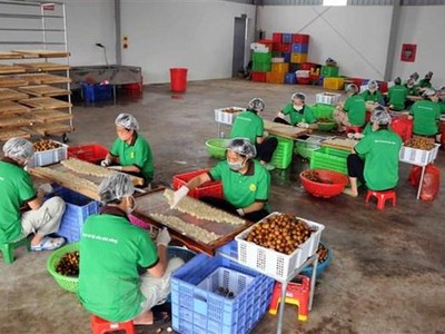 Nhân viên Công ty cổ phần xuất Link Vào Nhà Cái KL99 COM Tặng +199k hoa quả Sơn La chế biến long nhãn. (Ảnh: Quang Quyết/TTXVN).
