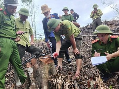 Lực lượng chức năng tiến hành đo đếm những cây gỗ rừng tự nhiên bị chặt hạ. (Nguồn: thanhnien.vn).