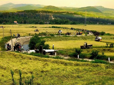 Cánh đồng lúa Tuy Hòa - vựa lúa lớn nhất miền Trung. Ảnh: Trần Quỳ (Nguồn: phuyen.gov.vn).