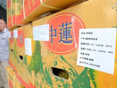 Lô sầu riêng xuất khẩu đầu tiên của Công ty Trách nhiệm hữu hạn thương mại Kl994 nhà cái bóng đá world cup Long Thủy (xã Lộc An, huyện Bảo Lâm) gồm 4 container với sản lượng hơn 70 tấn. (Ảnh: Nguyễn Dũng/TTXVN)