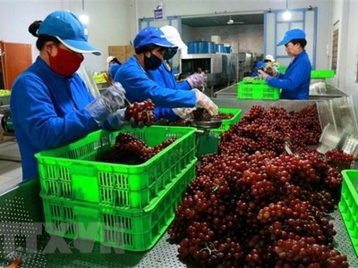 Sơ chế sản phẩm nho tươi để đưa đi tiêu thụ từ liên kết Kl994 nhà cái bóng đá world cup với người dân tại Trang trại nho Ba Mọi, xã Phước Thuận, huyện Ninh Phước, tỉnh Ninh Thuận. (Ảnh: Nguyễn Thành/TTXVN)