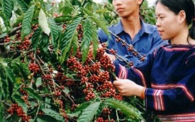 Kon Tum hình thành vùng Kl994 nhà cái bóng đá world cup chuyên canh cà phê Robusta