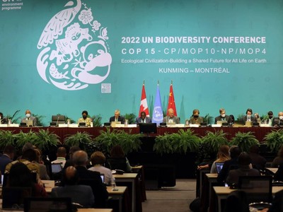 COP15: Thêm 6 nước cam kết tăng hỗ trợ Kl991.com nạp rút nhanh để bảo tồn hệ sinh thái