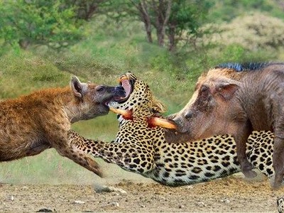 Loài động vật bị ghét nhất bỗng dưng trở thành ân nhân cứu sống lợn rừng khỏi nanh vuốt của báo hoa mai