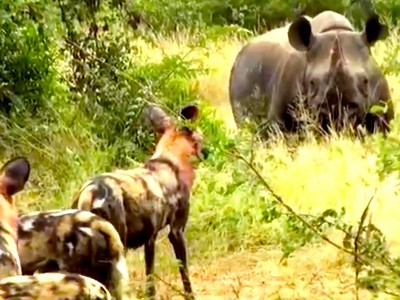 Loài động vật có tỷ lệ săn mồi cao nhất châu Phi bị tê giác đen lùa "như vịt"