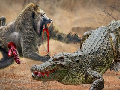 Màn thoát hiểm khó tin của khỉ đầu chó trước nanh vuốt của cá sấu sông Nile khổng lồ